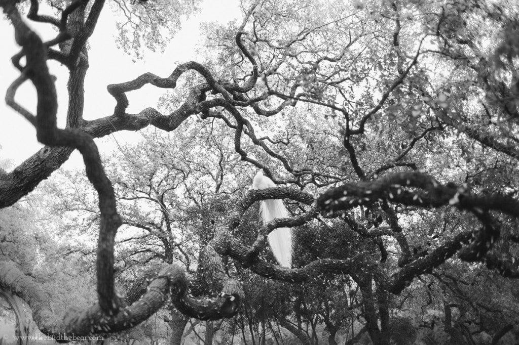 Green_Pastures_Austin-3